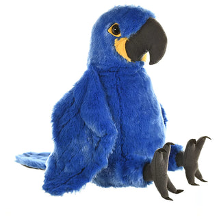 Ck Hyacinth Macaw