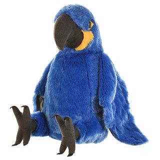 Ck Hyacinth Macaw