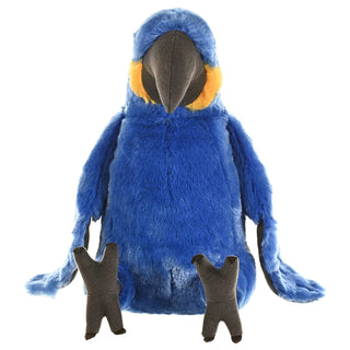 Ck Hyacinth Macaw
