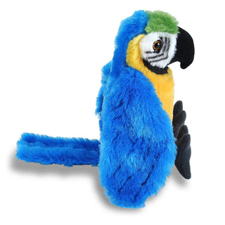 Ck Blue Yellow Macaw