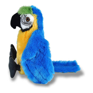 Ck Blue Yellow Macaw
