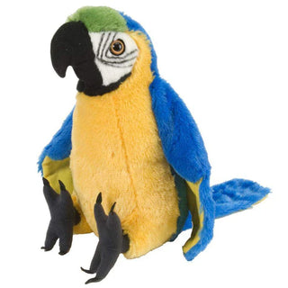 Ck Blue Yellow Macaw