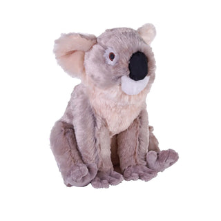 Ck Koala